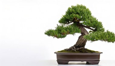 Shimpaku ardıcı, Çin ardıcı Juniperus chinensis 'in bir cüce, düzensiz vazo şeklidir. Orijinal olarak Japonya 'ya özgü beyaz arkaplanda kopya alanı ile izole edilmiş