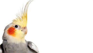 Cockatiel - Nymphicus hollandicus or weero weiro or quarrion, is a medium sized parrot that is a member of its own branch of the cockatoo family endemic to Australia. Isolated on white background clipart