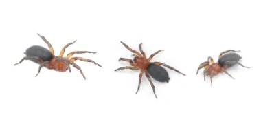 Sinsi zemin ya da düz göbekli örümcek - Gnaphosidae - gündüzleri kaya ve kütüklerin altına saklanır ve genellikle geceleri avlanır. Kopya alanı olan beyaz bir arkaplanda izole edilmiş. 3 görünüm