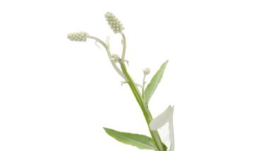 Blackroot - Pterocaulon pycnostachyum Florida 'da çeşitli güneşli doğada bulunur. Çiçek meyvesi makrosu yüksek çözünürlükte detaylı ve izole.