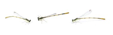 Citrine forktail (Ischnura hastata), Coenagrionidae familyasından bir kızsineği türü. Yetişkin erkeklerin siyah bir kafası ve göğsünde mavi işaretler var.