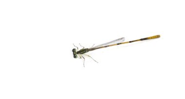 Citrine forktail (Ischnura hastata), Coenagrionidae familyasından bir kızsineği türü. Yetişkin erkeklerin siyah bir kafası ve göğsünde mavi işaretler var.