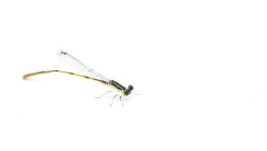 Citrine forktail (Ischnura hastata), Coenagrionidae familyasından bir kızsineği türü. Yetişkin erkeklerin siyah bir kafası ve göğsünde mavi işaretler var.