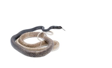 Doğu Koçkırbaç Yılanı (