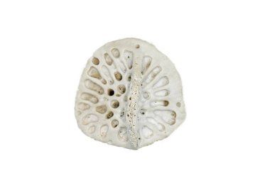 Bir Amerikan timsahı olan A. Missipiensis derisinin içinde kemik tabakası, osteoderm ya da skaler olarak adlandırılır, deriyi delmeyi zorlaştırır ve pullara benzer. Beyazda izole edilmiş