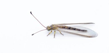 Apandisit baykuşu sineği - Ascaloptynx appendikülatus - uzun, sopalanmış anten ve büyük, şişkin gözlerle uçar. Yetişkinler ve larvalar diğer böcek ve böceklerle beslenen bir yırtıcıdır. izole