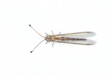 Apandisit baykuşu sineği - Ascaloptynx appendikülatus - uzun, sopalanmış anten ve büyük, şişkin gözlerle uçar. Yetişkinler ve larvalar diğer böcek ve böceklerle beslenen bir yırtıcıdır. izole