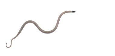 Central Florida Crowned Snake - Tantilla relicta neilli - bronz tenli veya açık kahverengi, siyah başlı, çeneli ve boynunun arkası olan küçük bir yılan. Boynun her iki tarafında da bir ışık noktası oluşur.