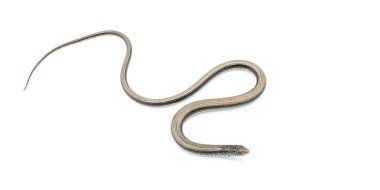 Doğu cam kertenkelesi (