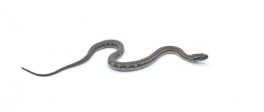 Körfez tuzlu bataklık yılanı (Nerodia clarkii), Amerika Birleşik Devletleri 'nin güneydoğusunda bulunan yarı suda yaşayan, zehirli olmayan bir yılan türüdür. Kopya alanı ile beyaz arkaplanda izole