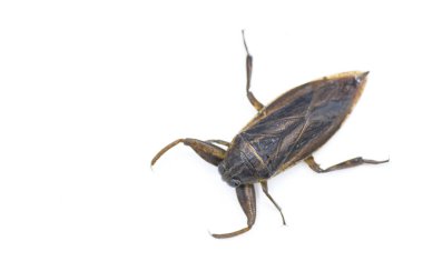 Uhlers dev su böceği - Lethocerus uhleri namı diğer parmak ısıran, elektrik böcekleri, timsah keneleri veya pireler Hemiptera takımındaki en büyük böceklerdir. Kopya alanı ile beyaz arkaplanda izole