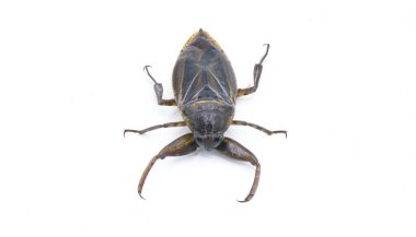 Uhlers dev su böceği - Lethocerus uhleri namı diğer parmak ısıran, elektrik böcekleri, timsah keneleri veya pireler Hemiptera takımındaki en büyük böceklerdir. Kopya alanı ile beyaz arkaplanda izole