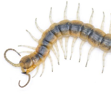 Florida Blue centipede - Scolopendra viridis - are venomous and can inflict painful stings, injecting their venom through pincer-like appendages known as forcipules or toxicognaths.  Isolated white