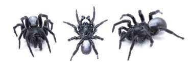 Ummidia rongodwini is the scientific name for a type of cork lid trapdoor spider native to the southeastern United States. Isolated on white background with copy space