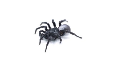 Ummidia rongodwini is the scientific name for a type of cork lid trapdoor spider native to the southeastern United States. Isolated on white background with copy space
