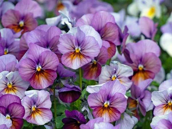 花坛上紫色角紫花 紫罗兰 的特写 图库图片
