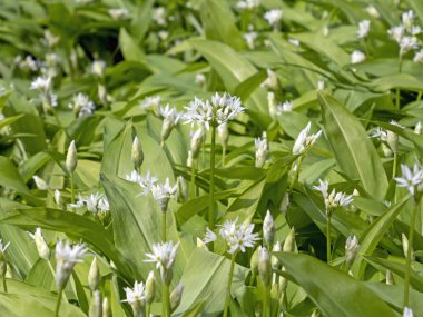 Close-up of white flowering wild garlic (Allium ursinum)