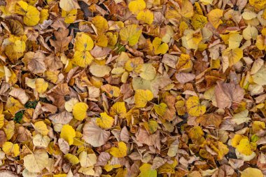 Close up of autumn yellow colored foliage of lime trees as background