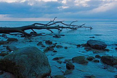 Stony beach with dead wood at Brodtener Steilufer near Lubeck Travemunde, Schleswig-Holstein, Germany, at blue hour