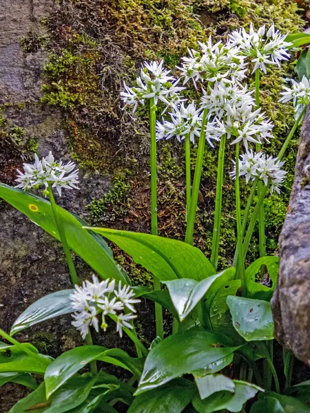 Detailní Záběr Divoký Česnek Allium Ursinum Bílými Květy — Stock fotografie