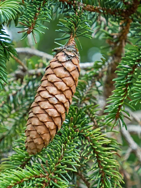 Close Único Cone Abeto Picea — Fotografia de Stock