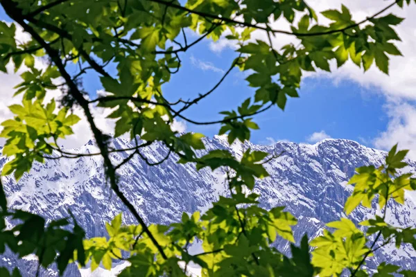 View Leaves Tree Massif Wetterstein Mountains Bavarian Alps Germany — Stock Photo, Image