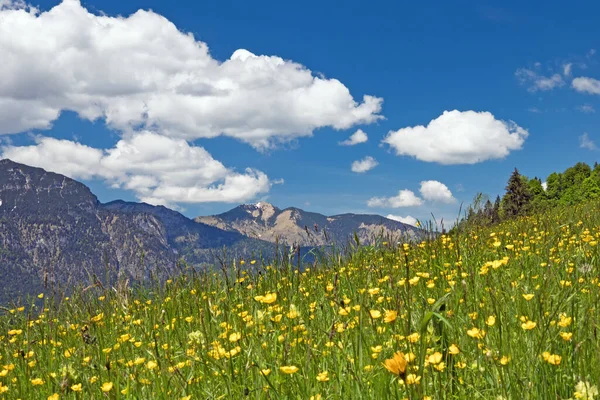 Flower Meadow Spring Landscape Wetterstein Mountains Bavarian Alps Germany — Stock Photo, Image