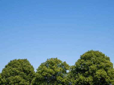 Bulutsuz mavi gökyüzüne karşı üç yeşil ağaç tepesi