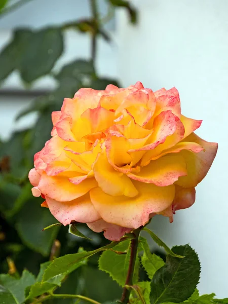 Primer Plano Flor Color Naranja Rosa — Foto de Stock