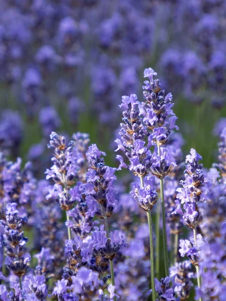 Close Purple Flowers Lavender Lavandula Front Lavender Field — Stock Photo, Image