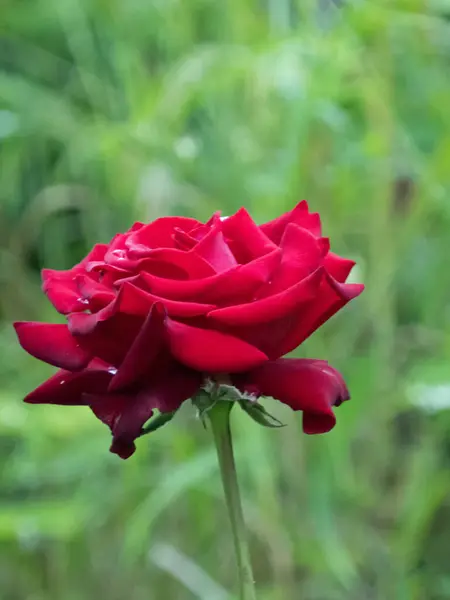 Primer Plano Flor Roja Rosa Aislada Frente Hierba Verde — Foto de Stock