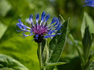 Knapweed Dağı 'nın mavi tonlamasına yakın plan, Cyanus montanus