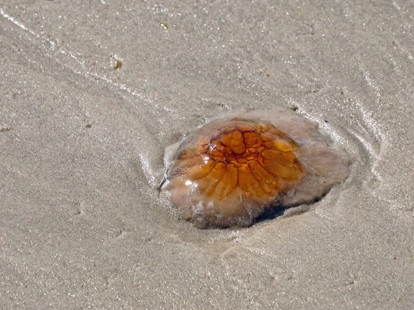 丹麦北海沙滩上一只水母的特写 图库照片