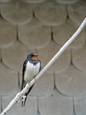 Bir ahır kırlangıcının yakın çekimi, Hirundo, rustica, bir kablo üzerinde oturuyor.