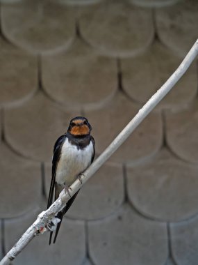 Bir ahır kırlangıcının yakın çekimi, Hirundo, rustica, bir kablo üzerinde oturuyor.