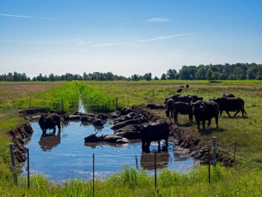 Mecklenburg-Vorpommern, Almanya 'da bir çayırda banyo yapan bir su bufalosu sürüsü.