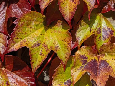 Vahşi sarmaşığın renkli yapraklarının (Parthenocissus) bir duvara yapışması.