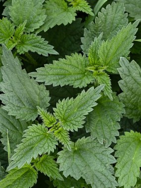 Çok sayıda ısırgan otunun yakından görüldüğü yer yukarıdır.