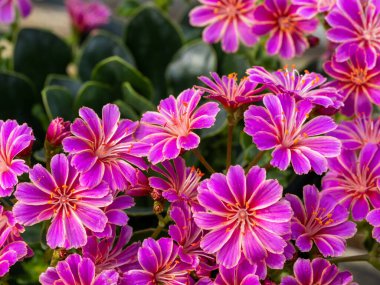 Lewisia Cotyledon 'un birçok pembe çiçeğine yakın çekim