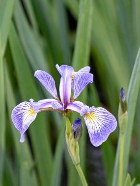 Bir su kütlesinin kıyısındaki bir iris (Iridaceae) mavi desenli çiçeğine yakın çekim