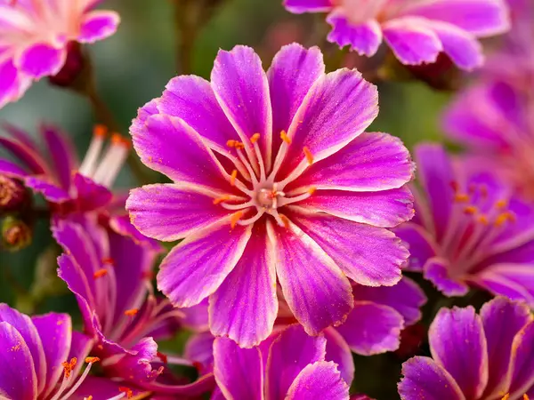 stock image Close-up of a pink flower of Lewisia cotyledon with other inflorescences in the background