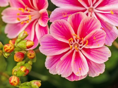 Lewisia Cotyledon 'un pembe çiçeğinin yakın planında başka cilt bakımı örnekleri var.