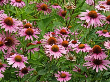 Mor coneflower, Echinacea purpurea 'nın sayısız infloresans içeren bir çiçek tarhı manzarası