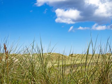 Güneşli bir günde Danimarka 'nın Kuzey Denizi kıyısındaki kumul manzarası