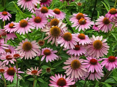 Mor coneflower, Echinacea purpurea 'nın sayısız infloresans içeren bir çiçek tarhı manzarası