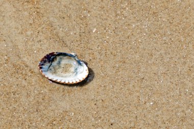 Close-up of a cockle (Cardiidae) washed up on the North Sea beach clipart