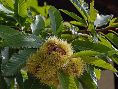 Kestanelerin yakın çekimi, tatlı kestanenin meyvesi, Castanea sativa