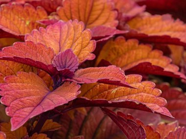 Isırgan otunun dekoratif yapraklarının yakın çekimi, Solenostemon scutellarioides