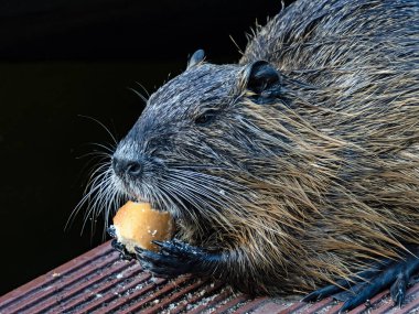 Bir parça ekmek yiyen bir coypu 'nun (nutria, Myocastor coypus) yakın çekimi