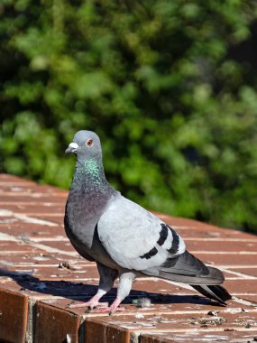 Tuğla bir duvarda oturan şehir güvercini, Columba Livia domestica